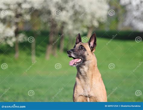 Beautiful Belgian Shepherd Malinois Dog Stock Photo Image Of Blooming