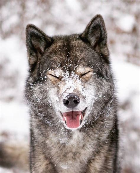Není K Dispozici žádný Popis Fotky Wolf Photos Wolf Pictures