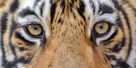 Bengal Tiger Eyes • Close Up Tiger Photography Prints For Sale