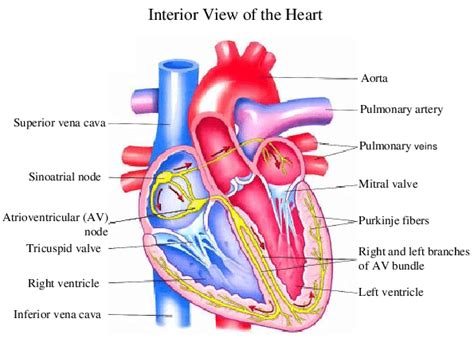 Shows The Heart Anatomy From The Anterior And Interior Views The