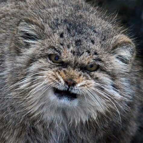 20 Images Of The Most Expressive Cat Better Known As Manul Cats