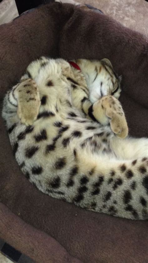 Bengal Kitten Sleeping