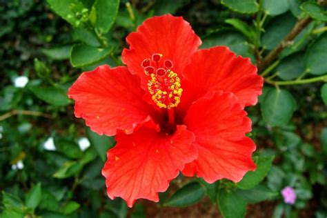 Hibiscus Rosa Sinensis Tropical Hibiscus Rose Of China Or Hawaiian