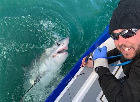 500lb Shark Caught Off Coast Of Cornwall Cornwall Live