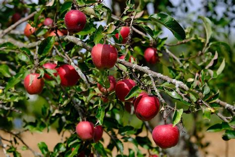 Pommier Culture Entretien Et Récolte