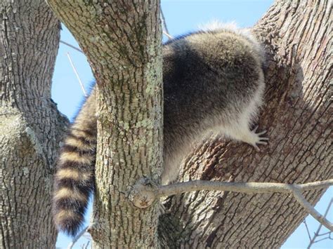 Raccoon With Head Stuck In Tree Hole Freed By Conservation