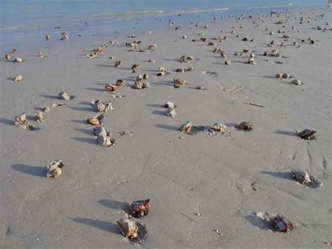 Shell Raisers On The Beaches Of Sanibel I Love Shelling