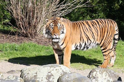 New Zealand Zoo Wont Euthanize Tiger That Killed Zookeeper