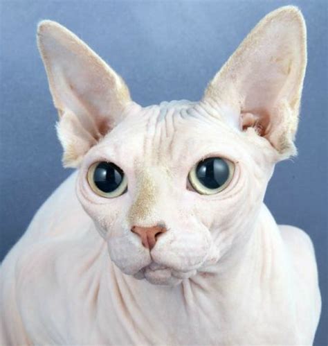 Albino Sphynx Cat Newyorkcaterryus