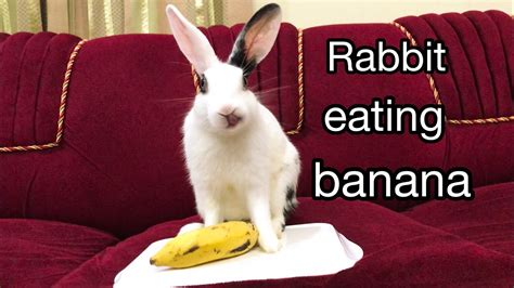 Rabbit Eating Banana Youtube