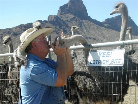 Rooster Cogburn Ostrich Ranch Fun Things To Do In Arizona With Kids