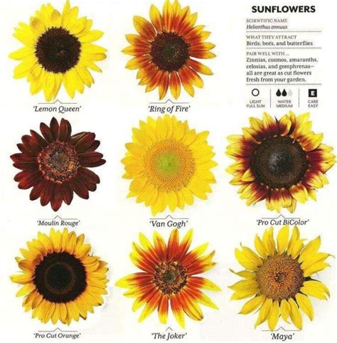 A Guide To Sunflowers Rcoolguides