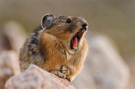 Pikas Have Some Fight In Them Yet