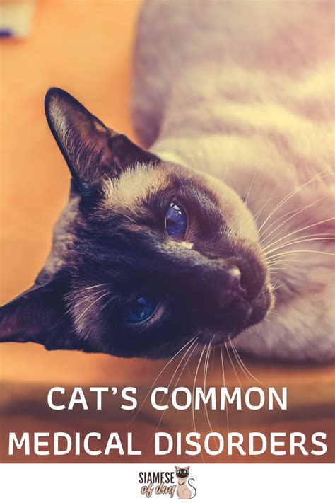 Siamese Cats Common Medical Disorders Siameseofday Siamese Cats