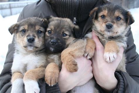 How To Take Care Of Newborn German Shepherd Puppies Cuteness