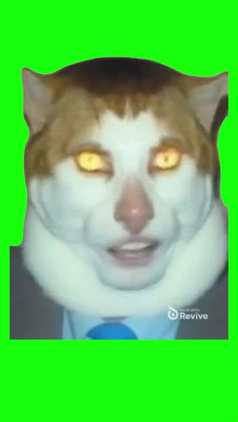 Monday Left Me Broken Cat Green Screen One News Page Video