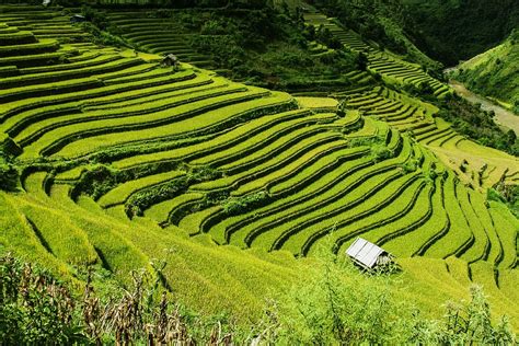 Hd Wallpaper Rice Terraces Landscape Photography Of Rice Terraces