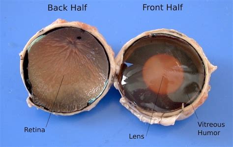 Dissecting An Eyeball Lyncean Education