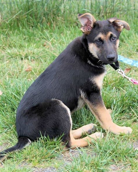 German Shepherd Chihuahua Mix Breed Introduction Characteristics And Temperament Petdt