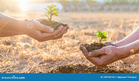 Hand Of People Helping Plant The Seedlings Tree To Preserve Natural
