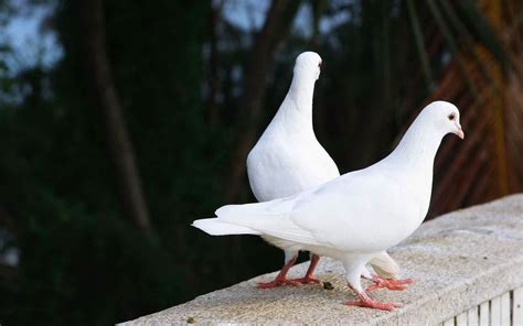 White Bird Wallpaper White Pigeon White Doves