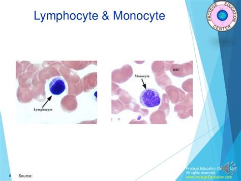 Hematology Part 2 White Blood Cells