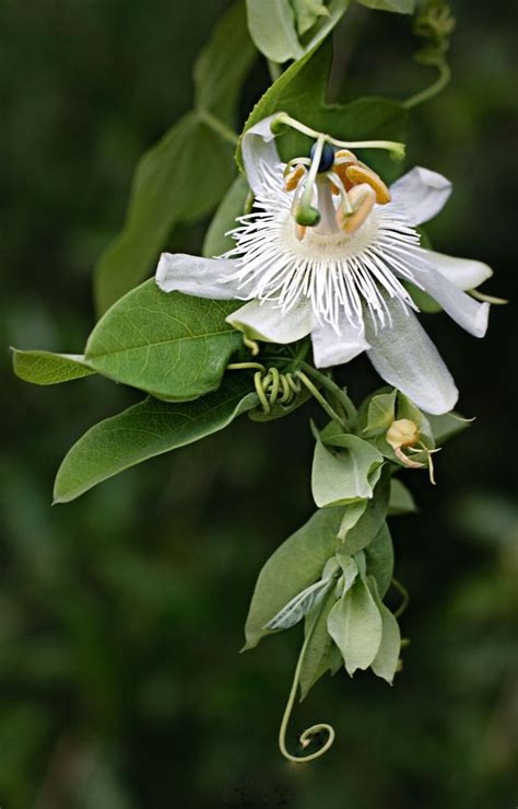White Passion Flower Passion Flower Flowers Beautiful Flowers