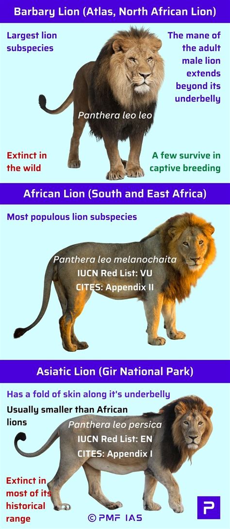 Asiatic Lions African Lion Panthera Leo Melanochaita Vs Asiatic Lion