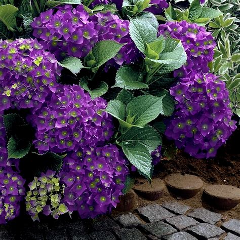 Cottage Farms Direct Perennials Violet Crown Hydrangea