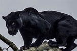 20 Amazing Panther Facts You Probably Never Knew - Facts.net