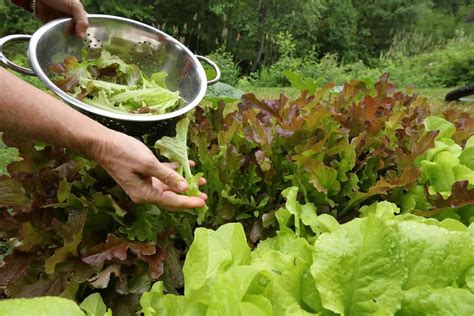 Harvesting Lettuce Kellogg Garden Organics