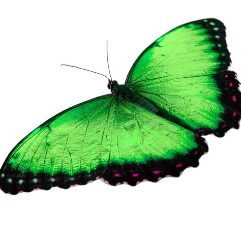 Light Green Butterfly With Big Wings Lady Butterfly Wing Sweeping Over
