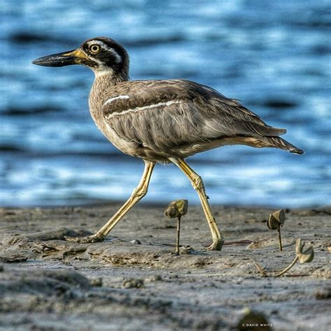 Beach Stone Curlew Esacus Magnirostris Birds Of Wet Tropics