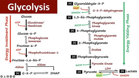 Glycolysis Carbohydrate Metabolism Biochemistry Youtube