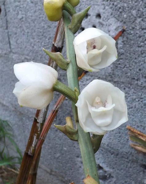 Peristeria elata | Orchids, Photo, Plants