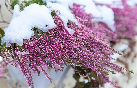 Quali sono le piante invernali da vaso resistenti al freddo, coltivabili anche nelle zone dalle temperature più rigide? Piante da giardino resistenti al sole: ecco quali sono le migliori