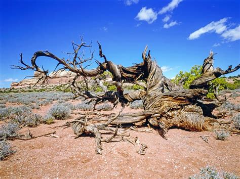 Dey Juniper Tree In Desert Utah Stock Image Image Of Tree