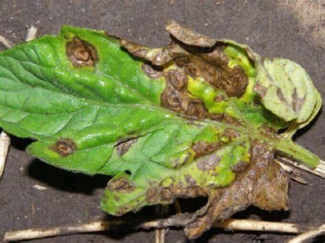 Late blight, a disease that strikes tomatoes and potatoes, can make sure you know what late blight looks like. Reading the Tomato Leaves: How to Nip Diseases in the Bud