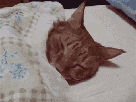 Bed Time Cat  Bedtime Cat Sleeping Discover And Share S