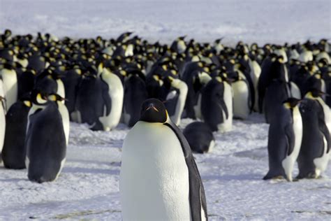 Satellite Imagery Has Just Uncovered 11 New Emperor Penguin Colonies