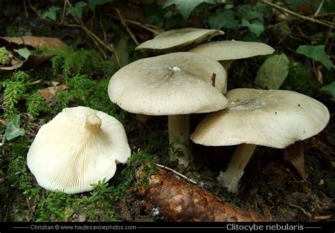 Clitocybe nébuleux - Clitocybe nebularis - champignon à ...