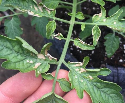 Key To Common Problems Of Tomatoes University Of Maryland Extension