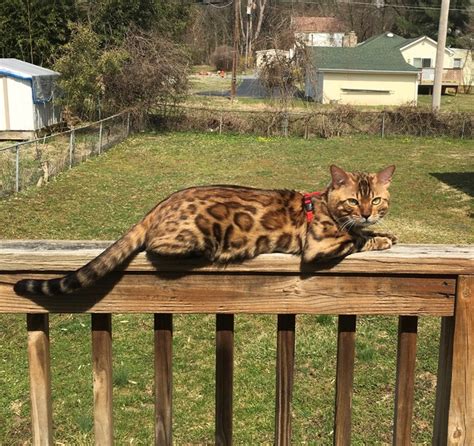 Marylands Finest Bengal Cats And Kittens Littlejaggers Bengals Of