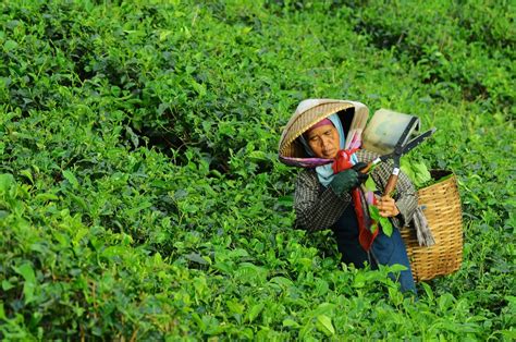Gambar Wanita Bidang Tanah Pertanian Halaman Rumput Teh Daun