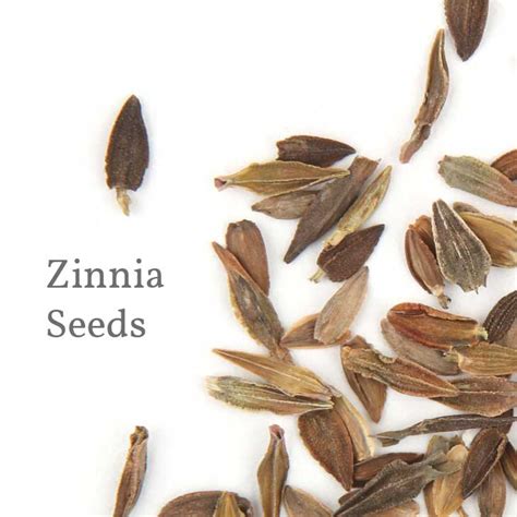 How To Harvest Zinnia Seeds Empress Of Dirt