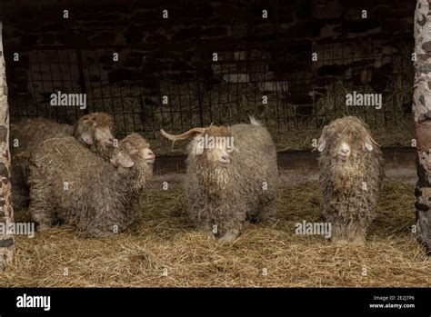 Angora Goats Reared For The Production Of Mohair Fibre Somerset Stock