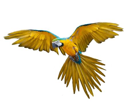  Flying Bird Images Png Bird By Moonglowlilly Birds