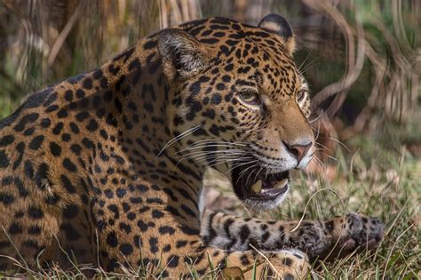 Fondos De Pantalla Grandes Felinos Jaguar Contacto Visual Animalia