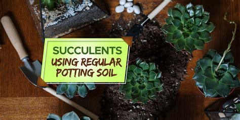 Can You Use Regular Potting Soil For Succulents Grow Your Yard