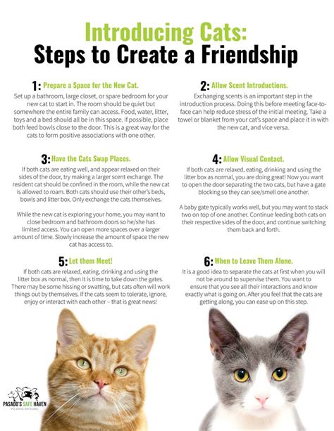 Introducing Cats Steps To Create A Friendship Kitten Adoption Cats